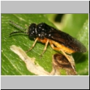 Monophadnus spinolae - Blattwespe 01a 8mm.jpg